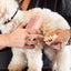 Professional Pet Deshedding Brush Multifunctional Pet Groom Brush Ergonomic Pet Groom Brush Dog Hair Remover Deshedding Tool