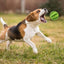 Dog Food Ball Pet Dog Toy Interactive Rubber Balls for Small Large Dogs Puppy Cat Chewing Toys Pet Tooth Cleaning