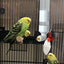 Birds Water Feeder Automatic Bird Cage Suspended Waterer Parakeet Water Dispenser Budgie Drink Acrylic Drinker Bottle For Canary