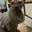 Knitted Clothes For Dogs Chihuahua Sweater For Small Dogs Winter Clothes For Sphinx Cat Dog Sweater For York Warm Dog Clothes