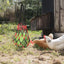 Chicken Vegetable Feeder Poultry Vegetable Feeder Hang Holder Chicken Feeder To Hang Chicken Treat Feeding Tool With Hook