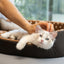 Cats Bed Dot Sponge Pad Dog Accessories Houses and Habitats Pet House Puppy Goods All Supplies Cushions Things Beds Basket Mat