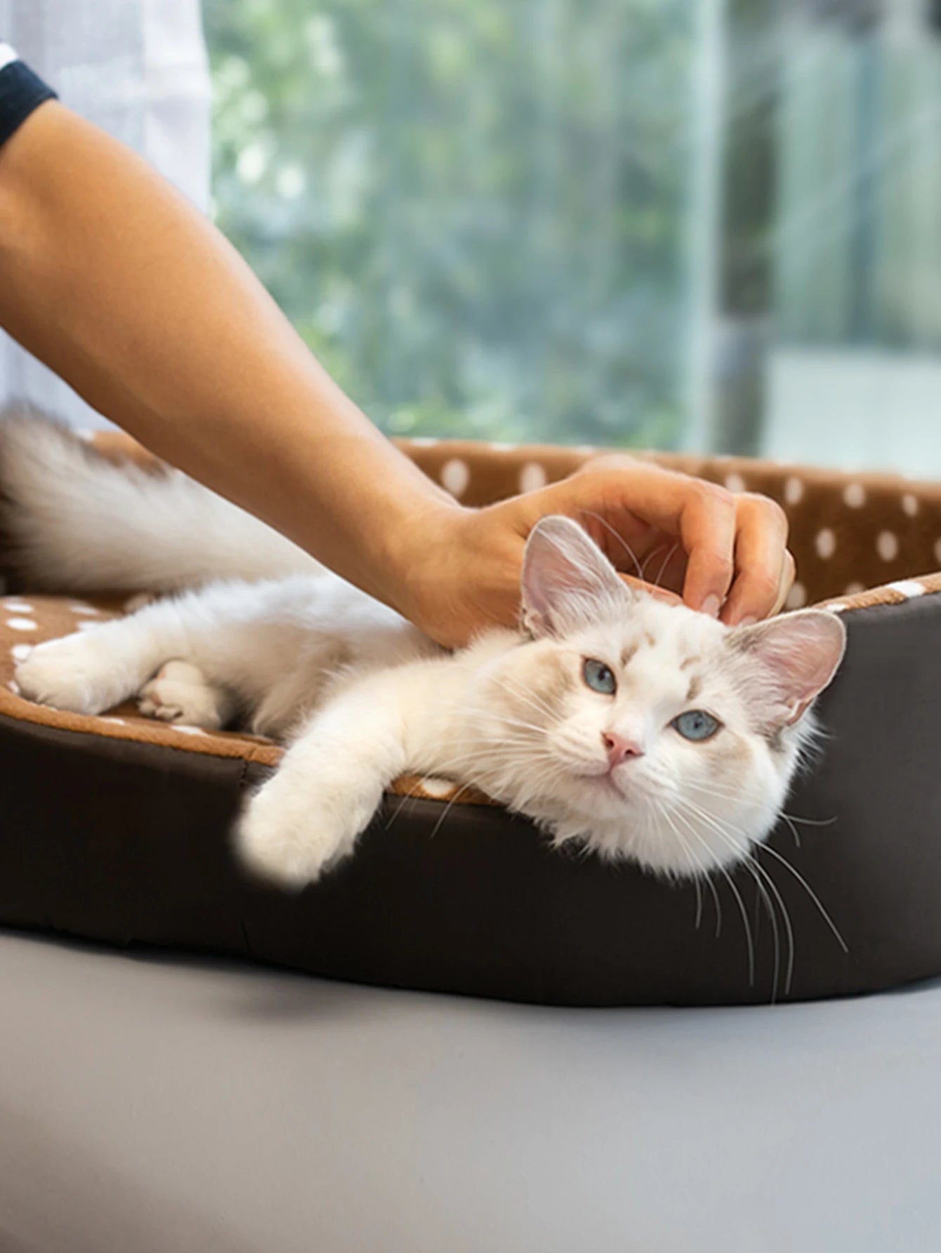 Cats Bed Dot Sponge Pad Dog Accessories Houses and Habitats Pet House Puppy Goods All Supplies Cushions Things Beds Basket Mat