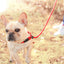 Nylon Dog Leash Pet Puppy Slip Lead Rope Dog Slip Leash Chain Collar Adjustable No-Pull Dog Training Leash for Small Dogs Yorkie