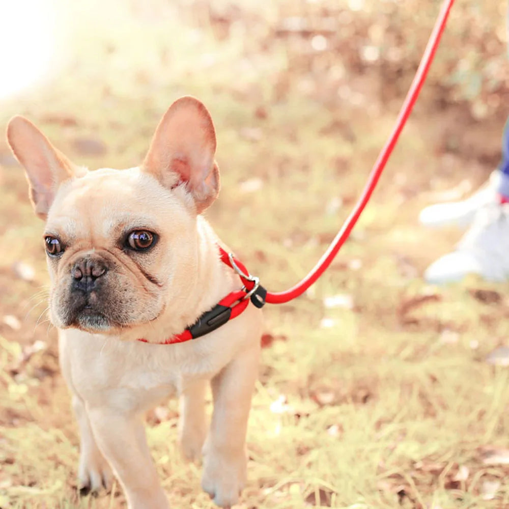 Nylon Dog Leash Pet Puppy Slip Lead Rope Dog Slip Leash Chain Collar Adjustable No-Pull Dog Training Leash for Small Dogs Yorkie