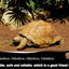 Reptile Carpet Natural Coconut Fiber Coir Mat Pets Terrarium Substrate Liner Flooring Supplies for Lizard Snake Bunny Tortoise