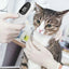 Pet Dog Cat Ear Digital Thermometer Animal Thermometers For Cats Animal Measuring Non-Contact Electronic For Home and Clinic Use