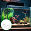 Fish Breeder Box for Aquarium Acrylic Clear Breeder Box with Hook Multifunctional Non Slip Aquarium Incubator with Suction Cup