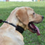 Real Leather Martingale Dog Collar Soft Wide Genuine Leather Dog Collar Adjustable for Medium Large Dogs Pet Training Supplies