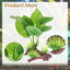 UXCELL Aquarium Plants Artificial Plastic Aquatic Plants Decorative Pet Fish Plants Plastic Ornaments for  Fish Aquatic Pet