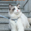 Cartoon Nylon Pet Dog Collar Accessories Anti Break Cat Small Puppy H-Shaped Harness Leash Set Travel Chihuahua Pet Accessories