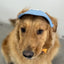 Dog Hat with Ear Holes Fashionable Denim Dog Baseball Outdoor Cap Adjustable Summer Travel Sport Hat for Small Medium Large Dogs