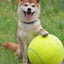 Giant Tennis Ball For Dog Chew Toy Pet Dog Interactive Toys Big Inflatable Tennis Ball Pet Supplies Outdoor Cricket Dog Toy