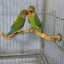 Natural Parrot Perch Bird Stand Tree Stick Paw Grinding Fork Parakeet Climbing Bird Standing Branches Toys Birdcage Accessories