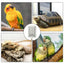 Bird Warmer For Cage Bird Heater Simulates Natural Environment Lighting Bird Lamp Simulates Natural Environment For Parrots