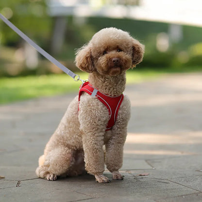 Harness Set For Small Dogs