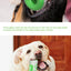 Pet Supplies Wholesale Amazon New Product Dog Toys Molar Stick Resistant to Chewing Teeth Cleaning Dog Toothbrush Feeder