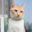 Suede Leather Cat Collar Bling Rhinestone Cats Collars with Bell Safety Breakaway Pet Puppy Necklace Adjustable XS S Pink Soft