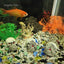 Resin Aquarium Ornaments Decoration Simulated Character Skull Decoration For Fish Tank Ornament Aquatic Pet Supplies Decorations