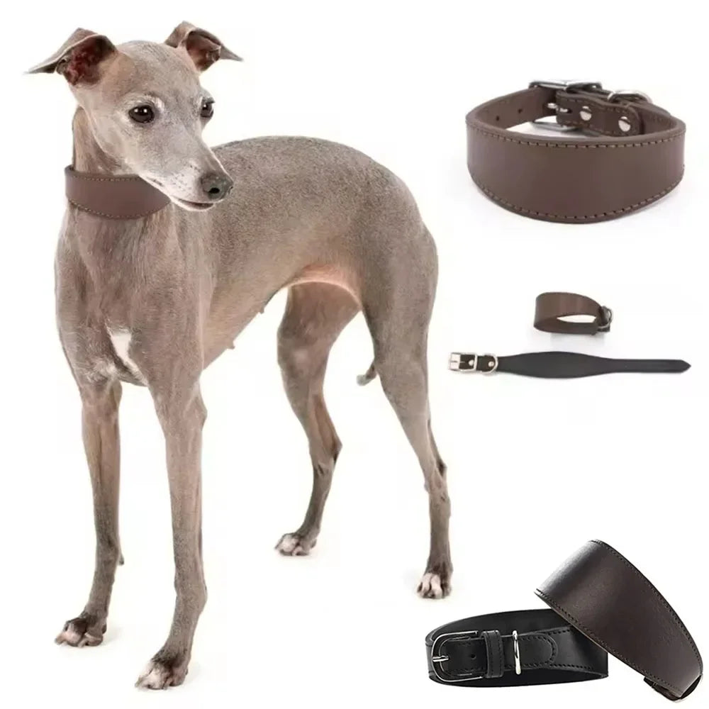 Soft Real Leather Extra Wide Padded Tapered Dog Collar Glossy Brown Black Greyhound Saluki Deerhound Lurcher Whippet Dachshund