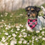 Adopt Me Dog Bandanas Plaid Dog Bandana Adjustable Dog Scarf Bibs Scarf Set for Dog Cat Pet Animals