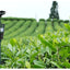 Motion Sprinkler Animal Deterrent Garden Pest Control Jet Spray Birds Repellent Driving Small Animals Repellent Used