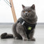 Breathable Cat Harness with Leash Anti-Escape Cat Vest Harness Collar for Kitten Pet Accessories Adjustable Puppy Harness Leads