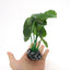 UXCELL Aquarium Plastic Plants Reptile Plant Decoration Artificial Grass Ornaments for Aquarium Fish Tank for Aquatic Pet