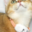 Laser Cat Collar LED Laser Cat Teasing Toy Cat Collar Toy Electric  Smart Laser Teasing Cat Interactive Toy Kitten Playing Toy