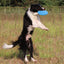 Rubber Flying Saucer Interactive Dog Toy For Large Dogs Soft Dog Accessories Puppy Training Supply Puzzle Activity Game Chewers