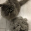 Animal Hair Brush Dog Grooming Brush Pet Hair Remover for Matted Long and Short Curly Haired Cats Pet Supplies Dog Accessories