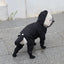Small Dog Raincoat Hooded Pet Rain Wear Waterproof Teddy Poncho with Rain Boots Adjustable Puppy Dog Full Body Coverage with Hat