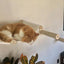 Cat Wall Mounted Climbing Shelves Cat Bed Hammock Bridge Stairway Ladders For Cat Playing & Relaxing House For Cats Tree Tower