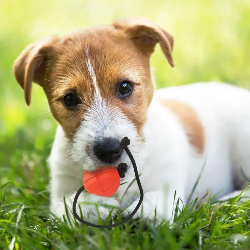 Dog Training Ball On Rope Pet Playing Balls Toys Outdoor Playing Keep Teeth Healthy And Boost Physical And Mental Health For Dog