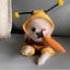 1PCS Dog Clothes For Autumn And Winter Schnauzer Teddy Small Puppy Cat Pet Hoodie Bee Transformation Suit