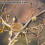 Breeding Nest For Birds Hand Woven Flat Base Straw Bird Nest Hatch House Bird Shelter Bird Cage Accessories Bird Hut