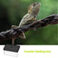 Lizard Tank Transparent Snake Tank Lizard Terrarium Small Reptile Habitat Breeding Box Amphibians Enclosure Sliding Cover Keeper