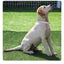 Slip Collar PU Leather Dog Choke Collar for Dog Training- No Pull Martingale Dog Collar for Small Medium Large Dogs Greyhound