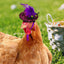 Chicken Feather Hat Wear-Resistant Hen Pet Headdress Feather Top Hat Rooster Duck Parrot Hamster Poultry Fashion Show Clothing