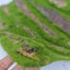 Reptile Cork Terrarium Background Lizard Habitat Decorations Bark Backdrop Reptile Habitat Decor With Artificial Moss for Gecko