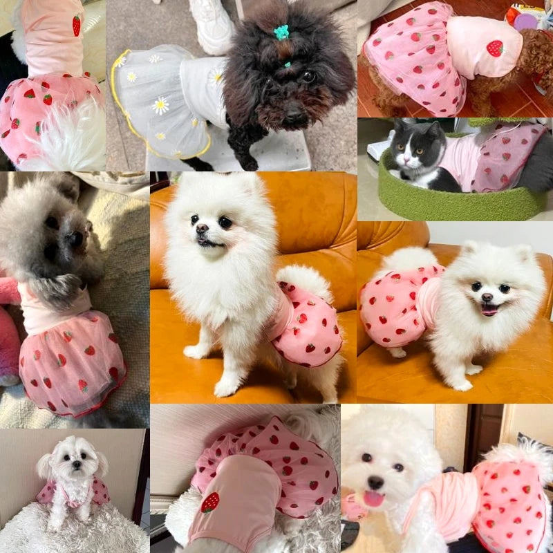 Luxury Summer Dog Dress Princess Style Chihuahua Bichon Korean Striped Skirt Lace Puppy Costume 2025 New Summer Fashion for Dogs