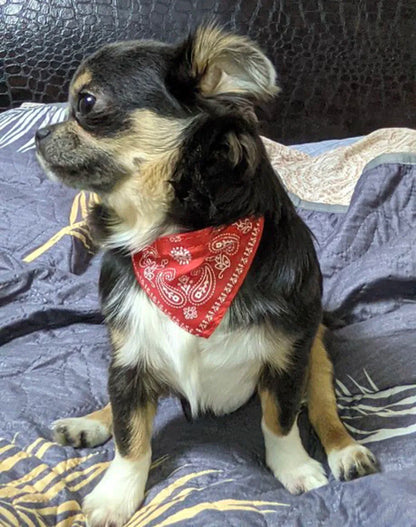 Small Dog Cat Bandana Collar Adjustable Puppy Dog Kitten Neckerchief PU Collar with Printed Triangular Scarf Pet Collar for Cat