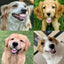 Pet CorgiDog False Teeth Toy Rabbit Front BuckTeeth Cover Funny Puppy Dentures Pet Decorating Cosplay Halloween Costume