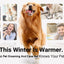 4-In-1 Pet Grooming And Care Set 4Different Blades Pet Hair Shaver Low Noise Pet Clippers Rechargeable Cordless Safe Dog Trimmer