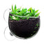 Aquarium Plant Holder Clear Aquarium Tank Live Plant Pot Aquatic Planter With Suction Cups Red Shrimp Live Plants Fish Tank
