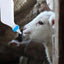 Lamb Feeding Bottle Small Animal Bottle Lamb Bottle Lamb Nursing Bottles With Soft Nipple Goat Bottle Lamb Nursing Bottles