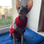 Christmas Dog Sweater Medium Large Dogs Reindeer Snowflake Knitted Sweater Xmas Holiday Pet Clothes Turtleneck Knitwear Pullover