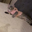 Clothes For Cat Sphinx Jacket Cat Clothes Egyptian Kitten Clothing Dog Hoodie Yorkshire Sweater Puppy Pet Chihuahua Hairless Xs