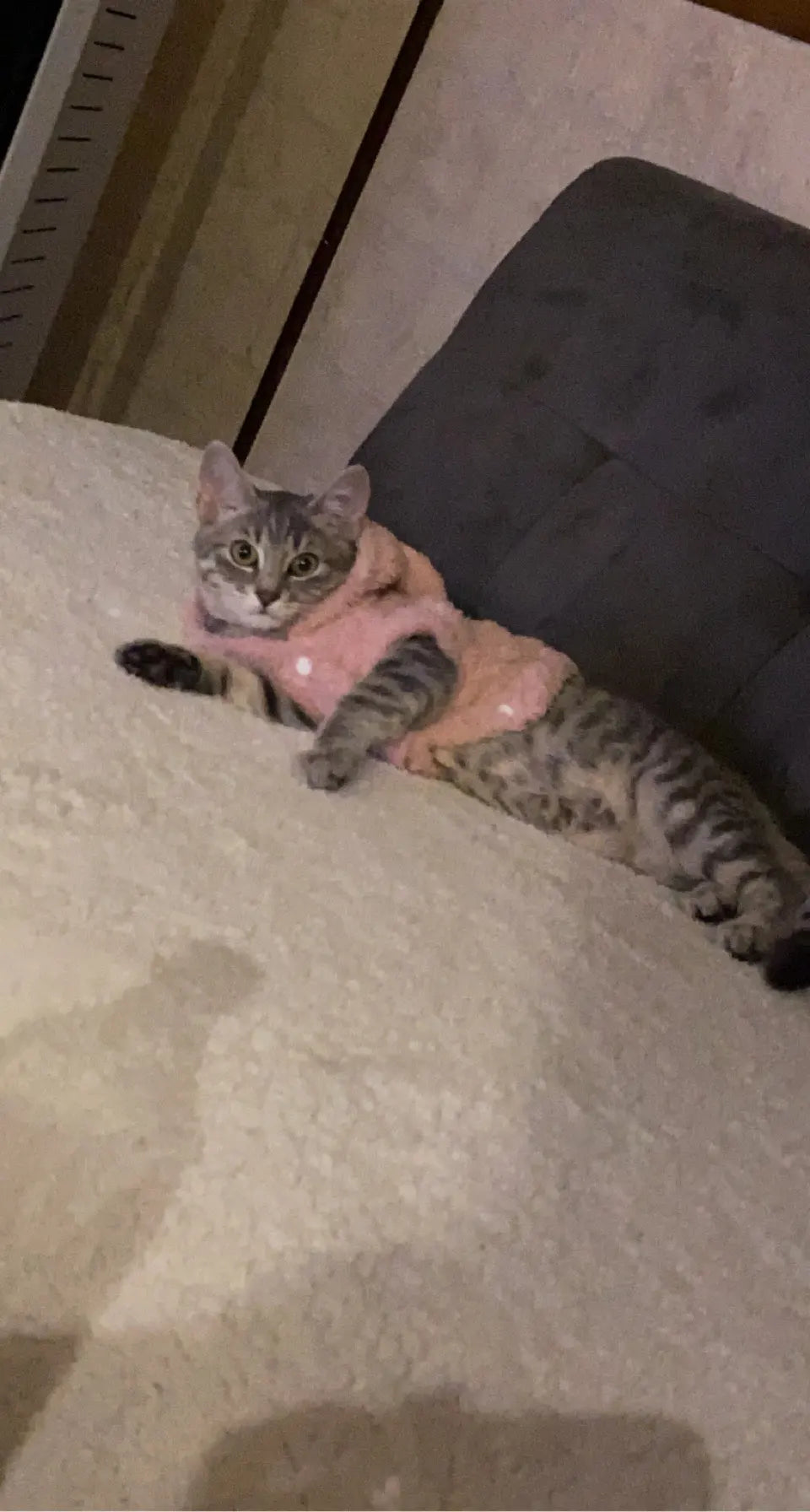 Clothes For Cat Sphinx Jacket Cat Clothes Egyptian Kitten Clothing Dog Hoodie Yorkshire Sweater Puppy Pet Chihuahua Hairless Xs