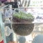 Aquatic Plant Pots Aquatic Planter With Suction Cups Red Shrimp Live Plants Fish Tank Holder Aquatic Tank Live Plant Pot